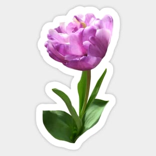 Fancy Pink Tulip Sticker